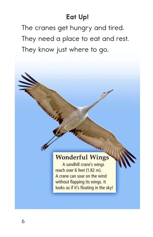 Here Come the Cranes!绘本故事第5页
