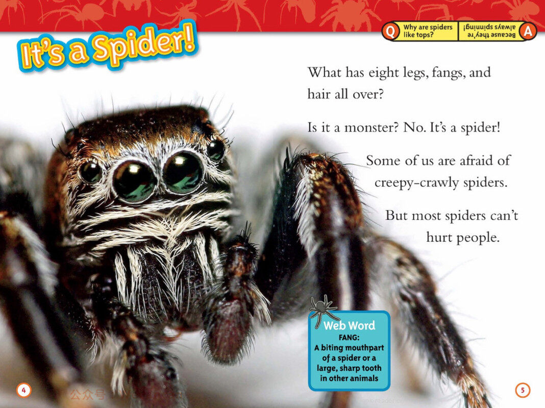 Spiders绘本故事第3页