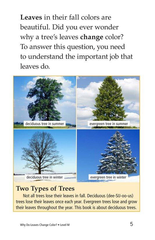 Why Do Leaves Change Color绘本故事第4页