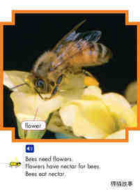 Bees and Flowers绘本故事第4页