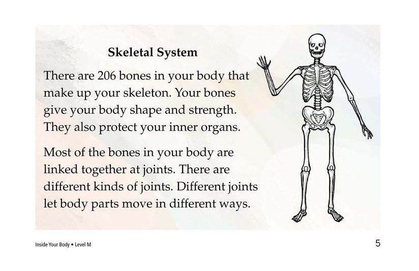 Inside Your Body绘本故事第4页