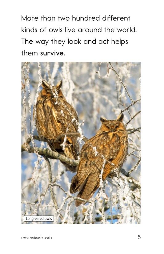 Owls Overhead绘本故事第4页