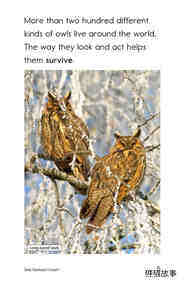 Owls Overhead绘本故事第4页