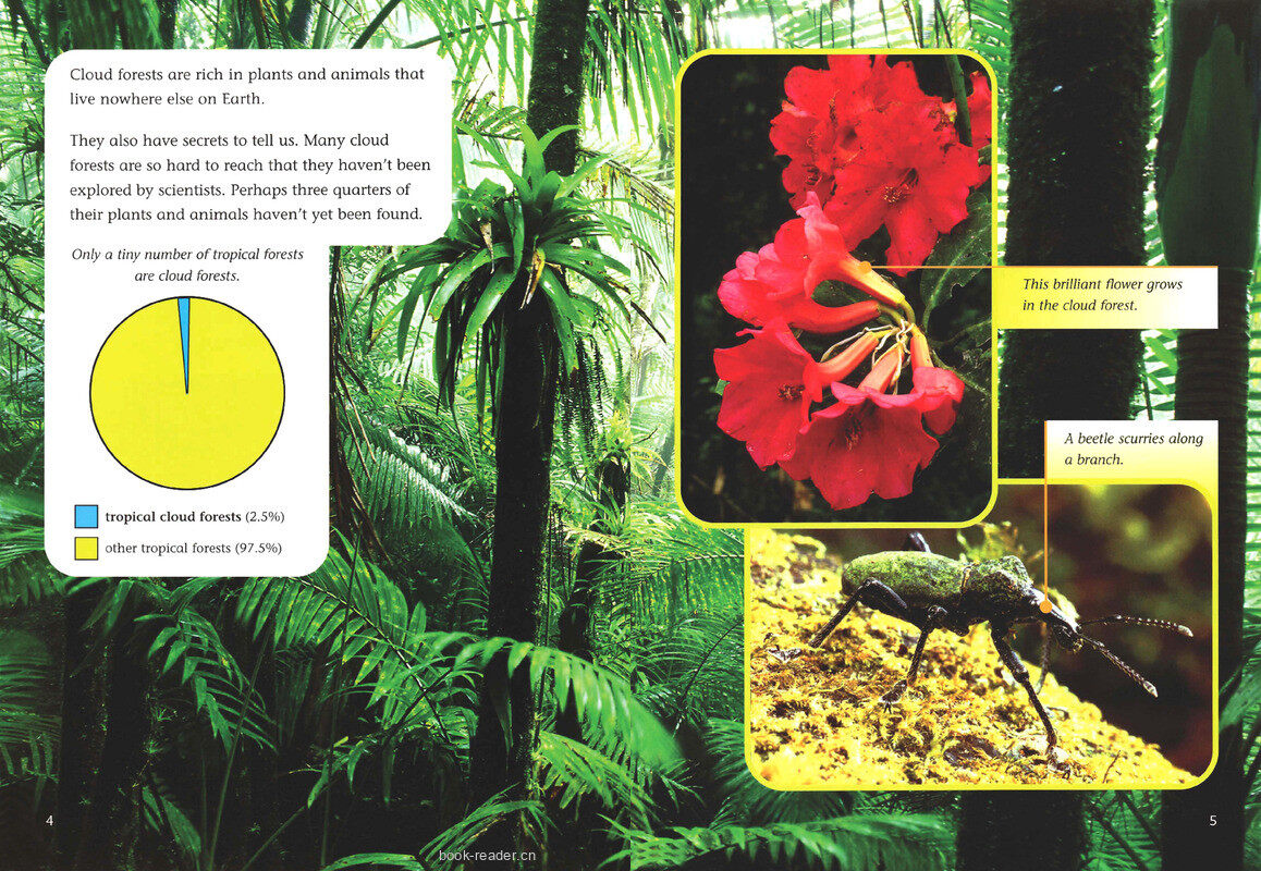 Cloud Forest绘本故事第4页