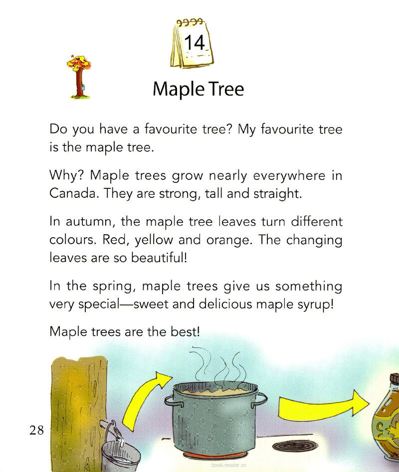 Maple Tree绘本故事第2页