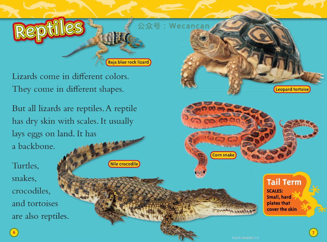 Lizards绘本故事第4页