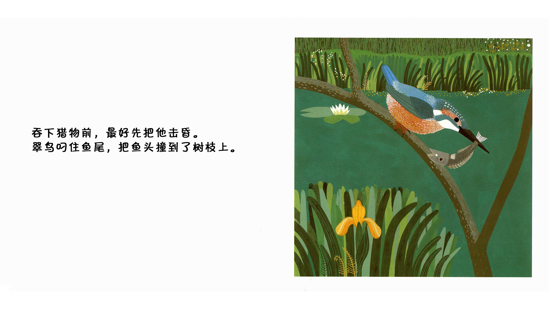 翠鸟绘本故事第5页