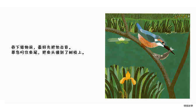 翠鸟绘本故事第5页