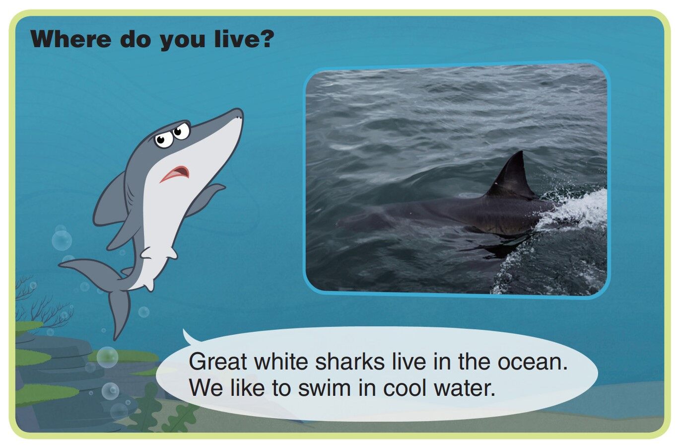 Great White Shark绘本故事第4页
