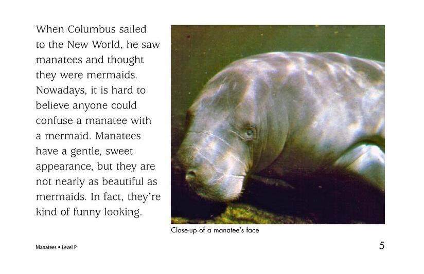 Manatees绘本故事第4页
