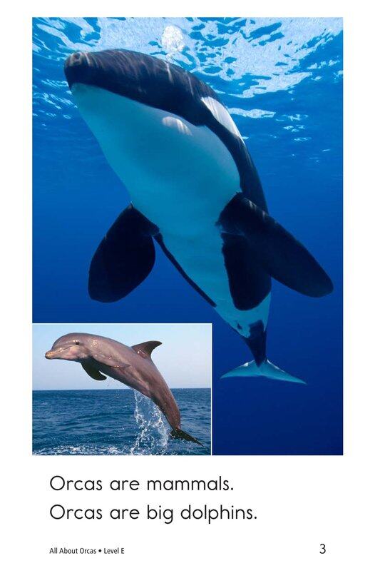 All About Orcas绘本故事第3页