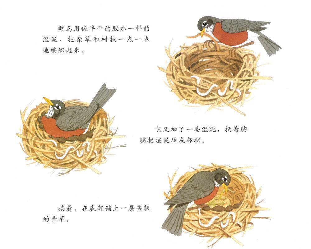 自然科学启蒙（第三辑）——一窝鸟蛋绘本故事第3页