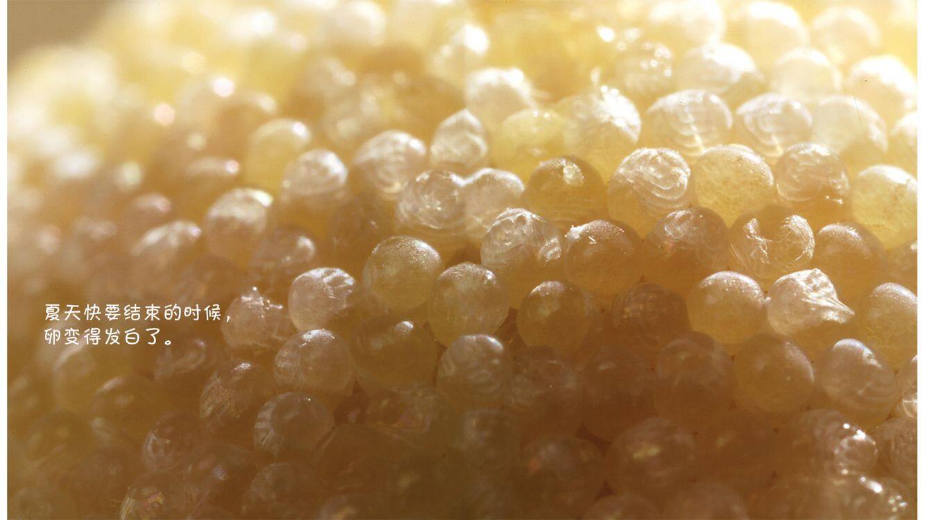 诞生了！蜘蛛绘本故事第5页