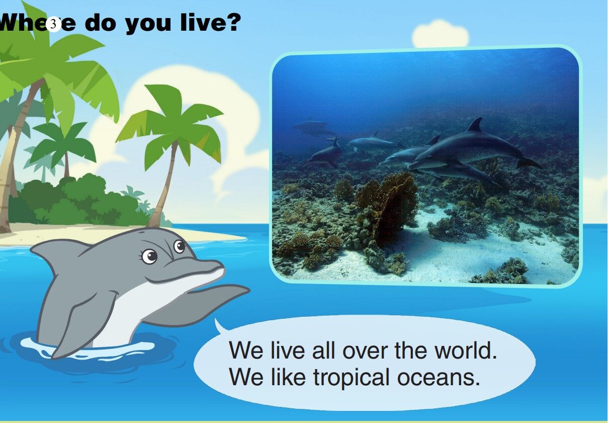 Bottlenose Dolphin绘本故事第4页
