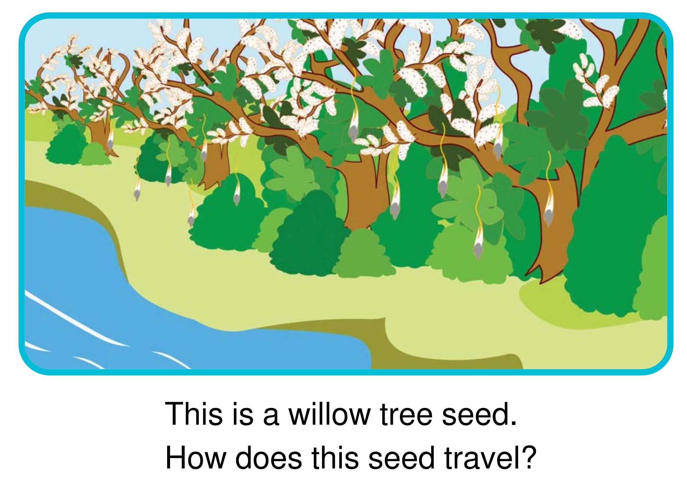 How Do Seeds Travel?绘本故事第4页