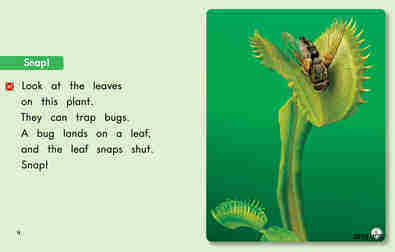 Plants That Eat Bugs绘本故事第4页