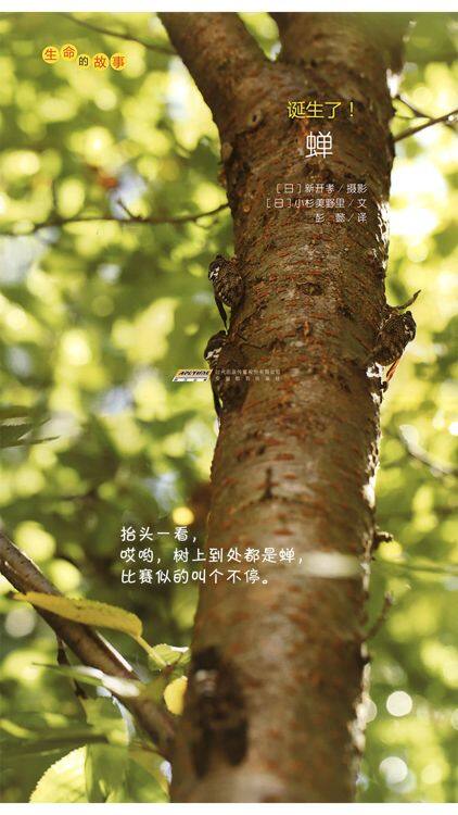 诞生了！蝉绘本故事第4页