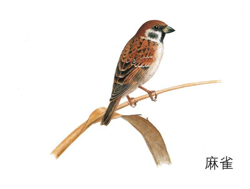 鸟儿鸟儿吃什么绘本故事第3页