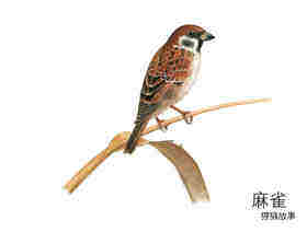 鸟儿鸟儿吃什么绘本故事第3页