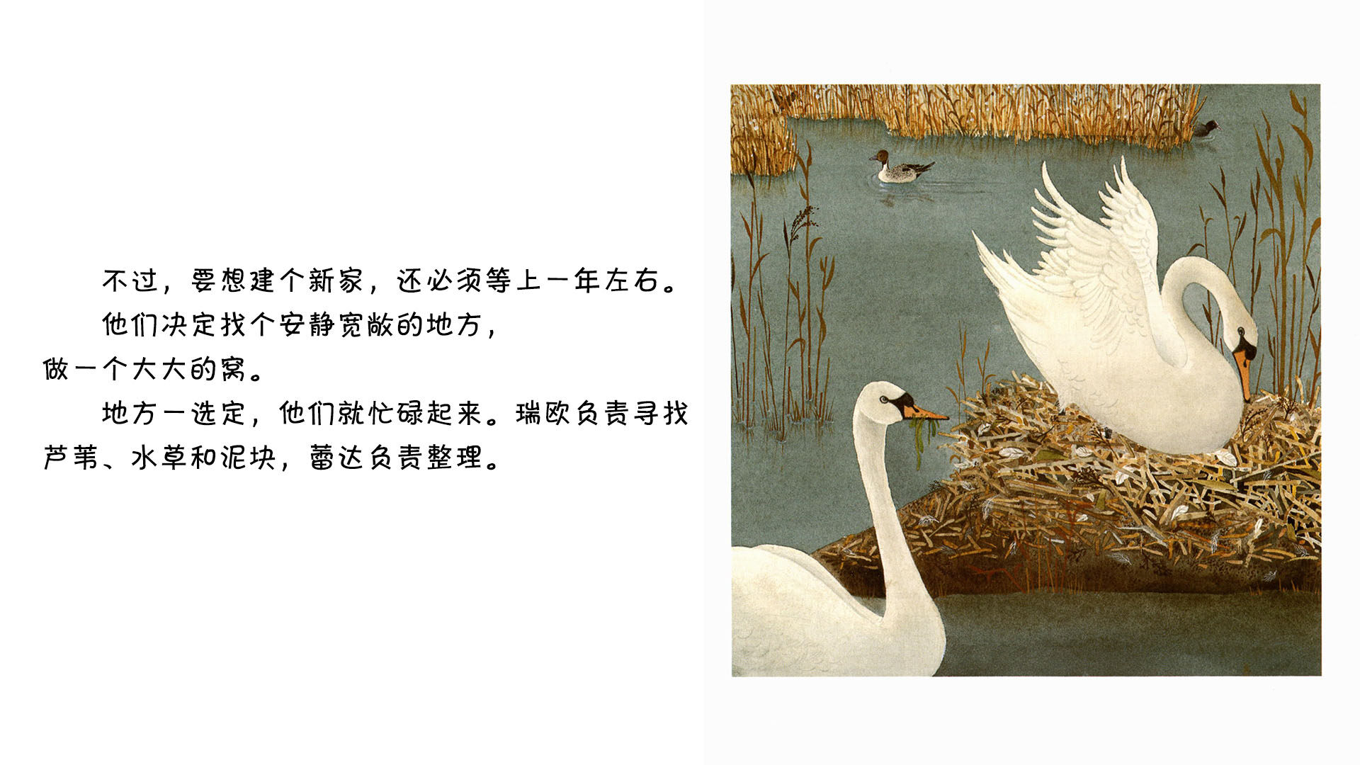 天鹅   绘本故事第4页