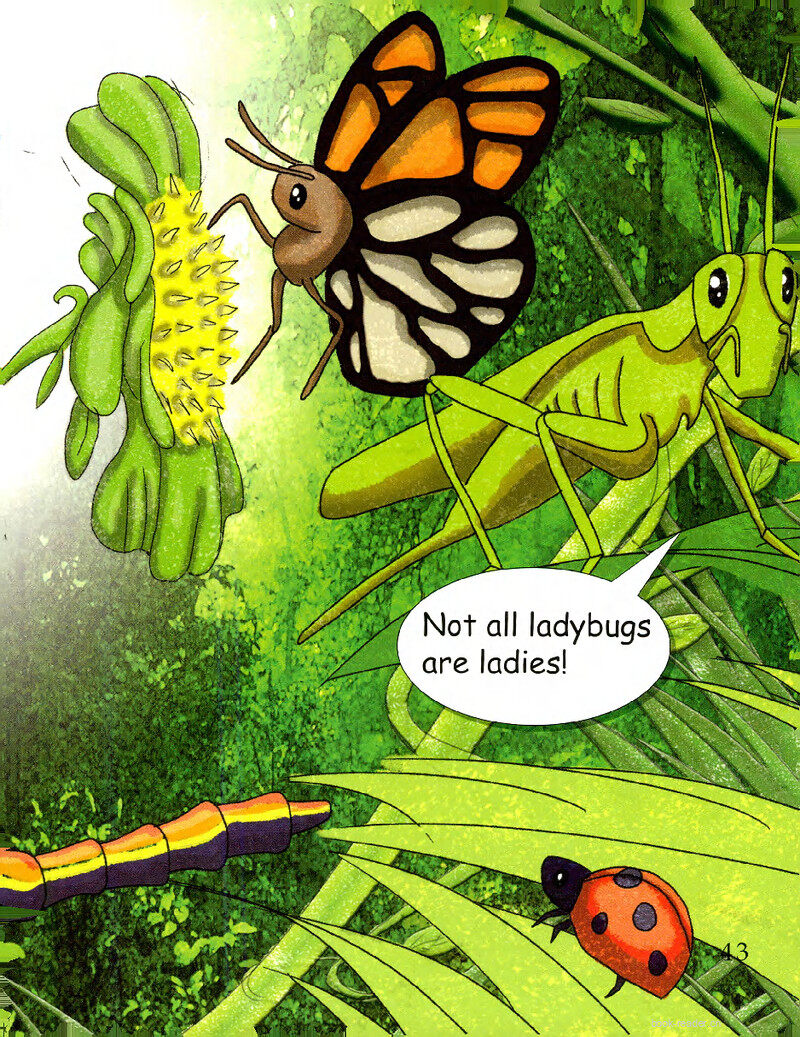 Insect Names绘本故事第3页