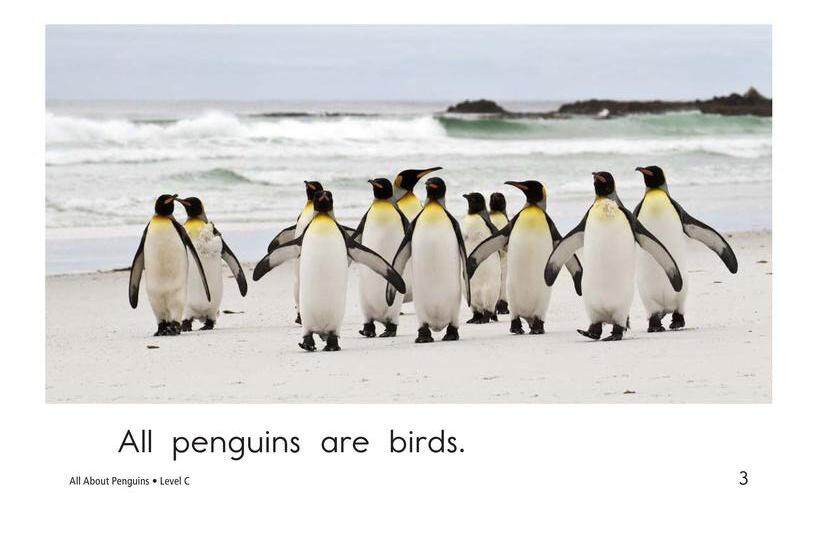 All About Penguins绘本故事第3页