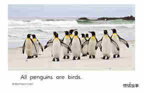 All About Penguins绘本故事第3页