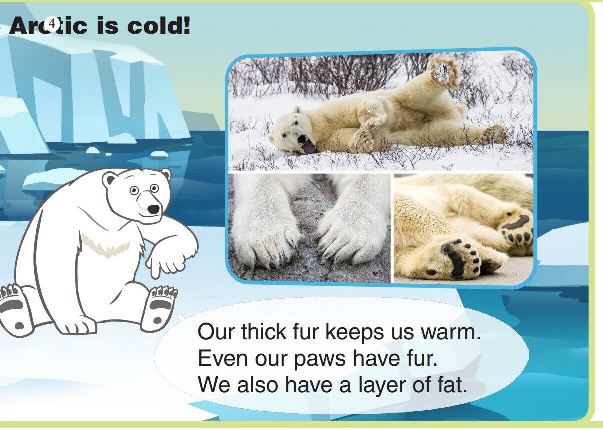 Polar Bear绘本故事第5页