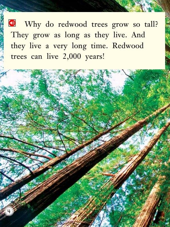 All About Redwood Trees绘本故事第5页