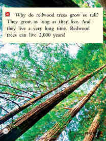 All About Redwood Trees绘本故事第5页