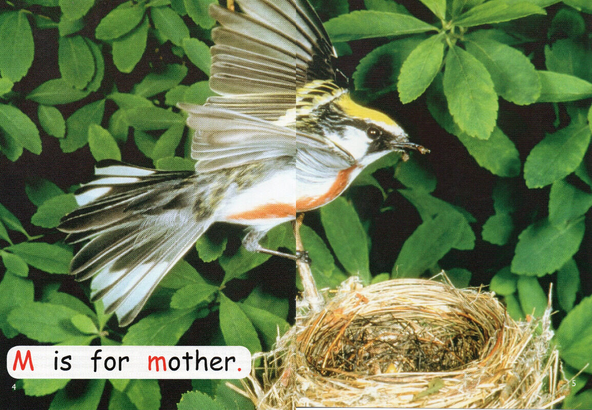 bird life绘本故事第4页