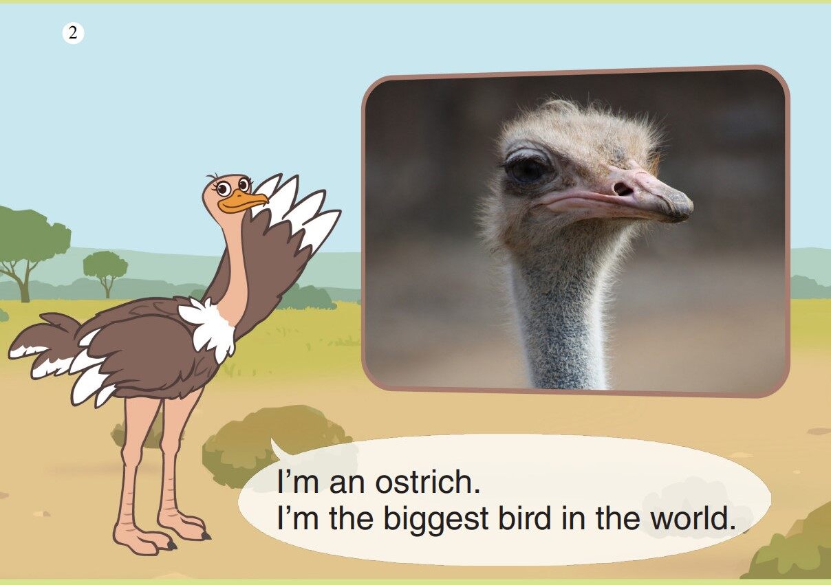 Ostrich绘本故事第3页