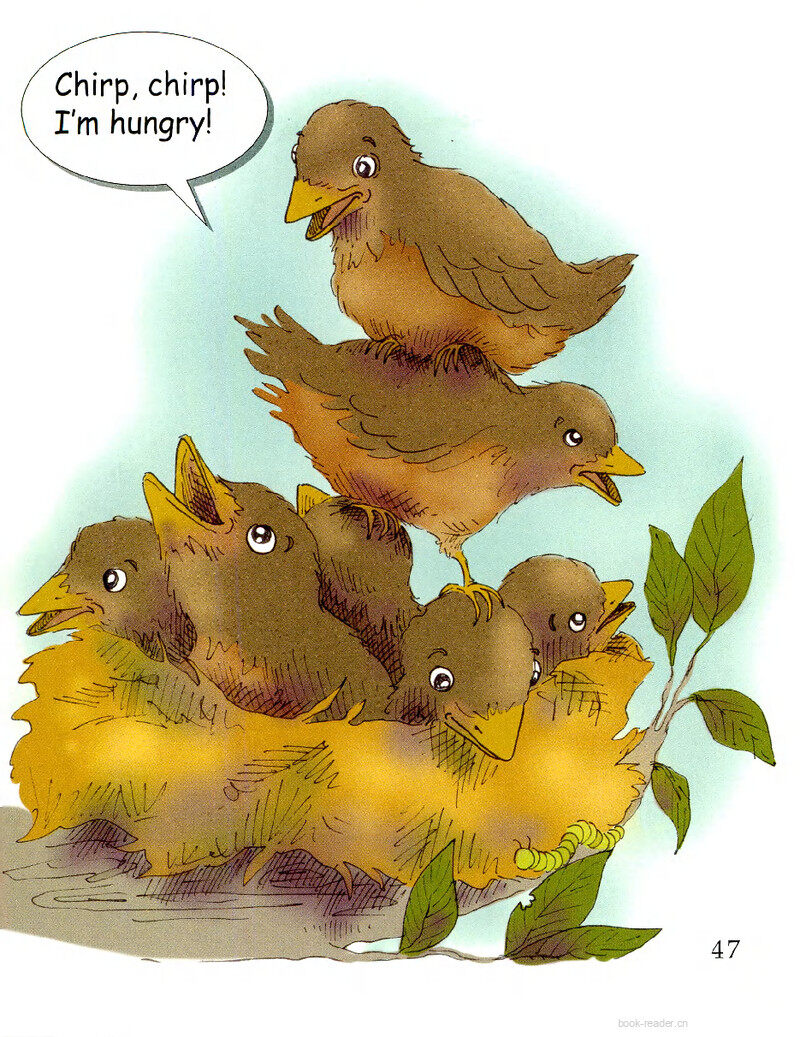 A Family of Birds-1绘本故事第3页