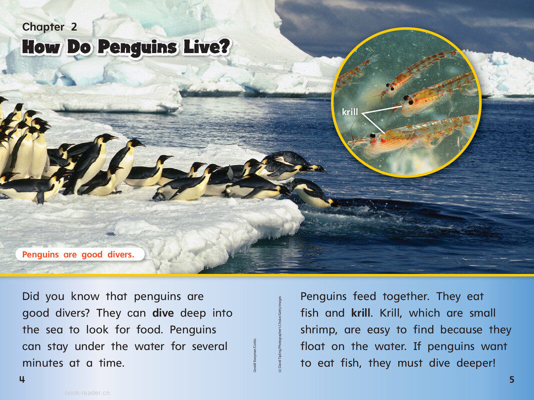 G1 Bey U4W2 Penguins All Around绘本故事第5页