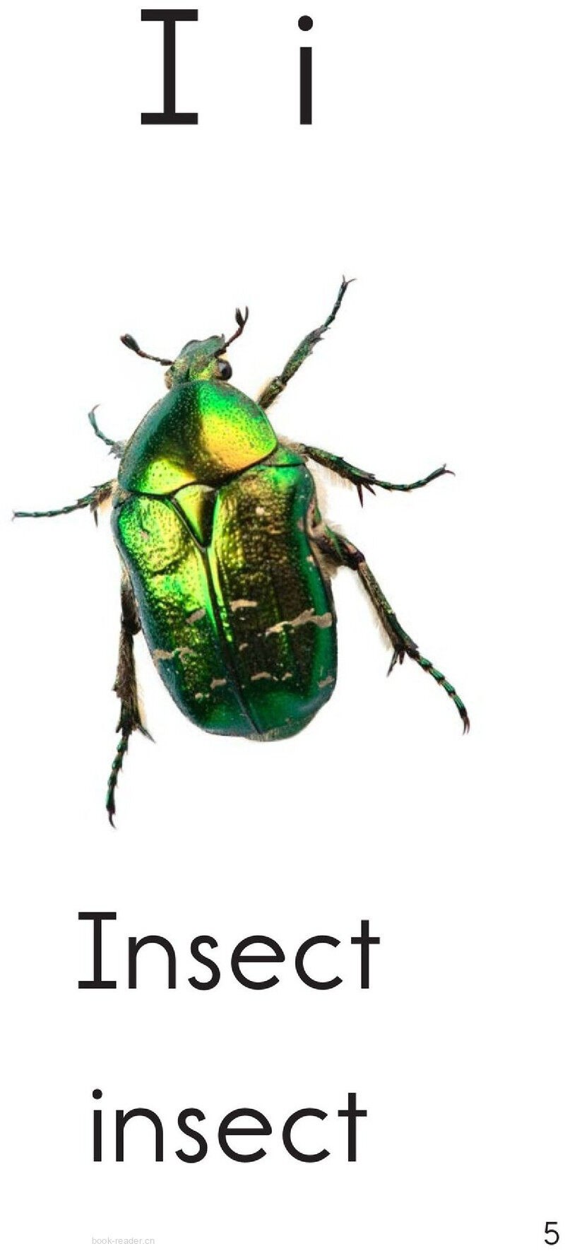 Letter I绘本故事第5页