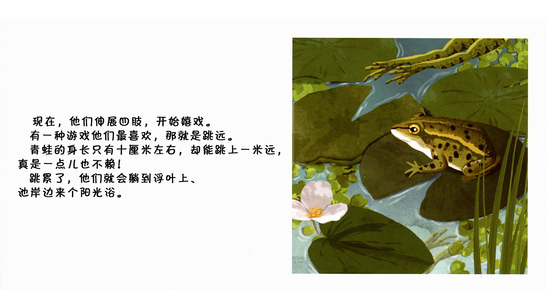 青蛙  绘本故事第4页