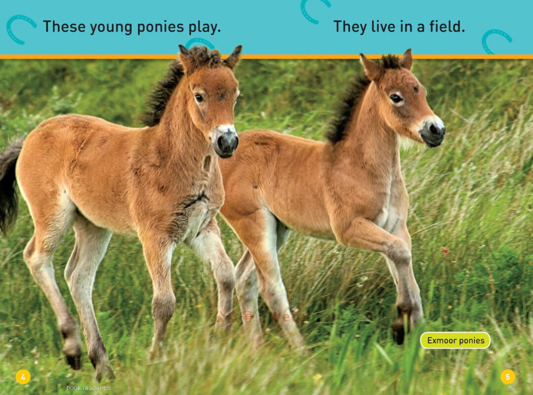 Trot Pony绘本故事第4页