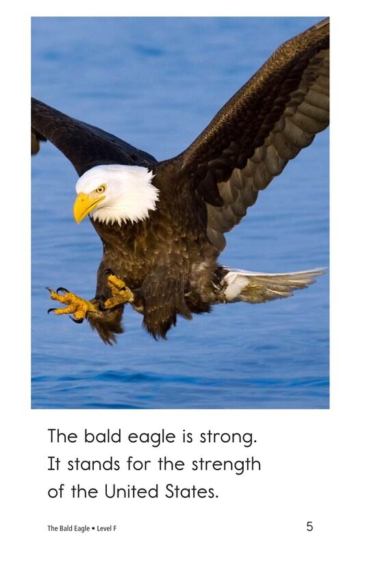 The Bald Eagle绘本故事第5页