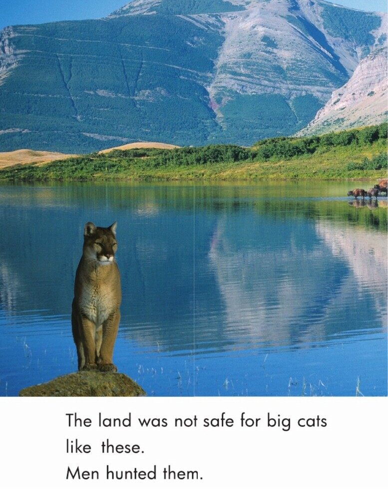 Safe Places for Animals绘本故事第3页