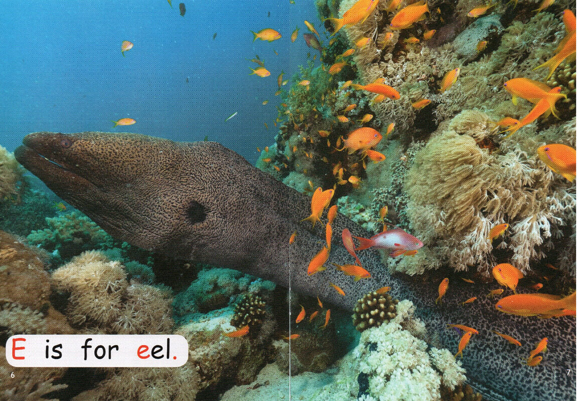 sea life绘本故事第5页