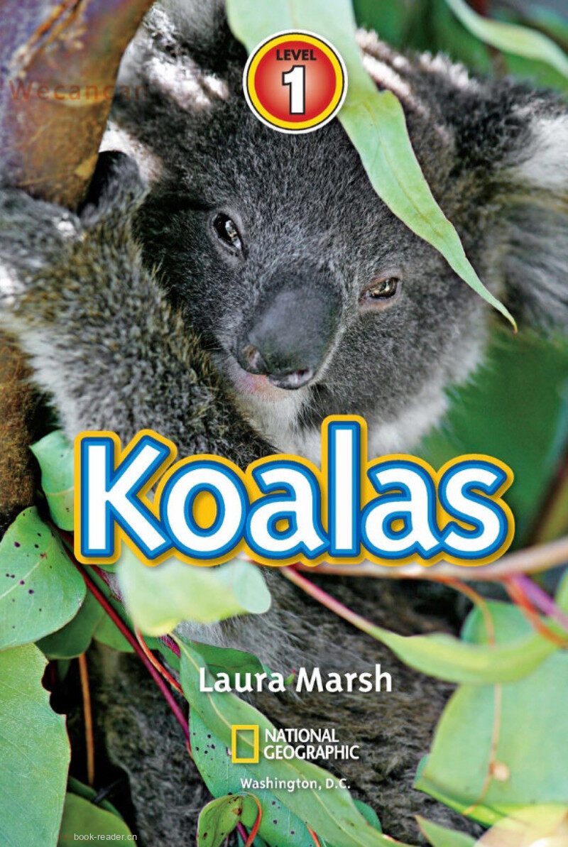 Koalas
