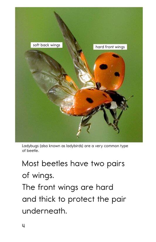 Meet the Beetles绘本故事第4页