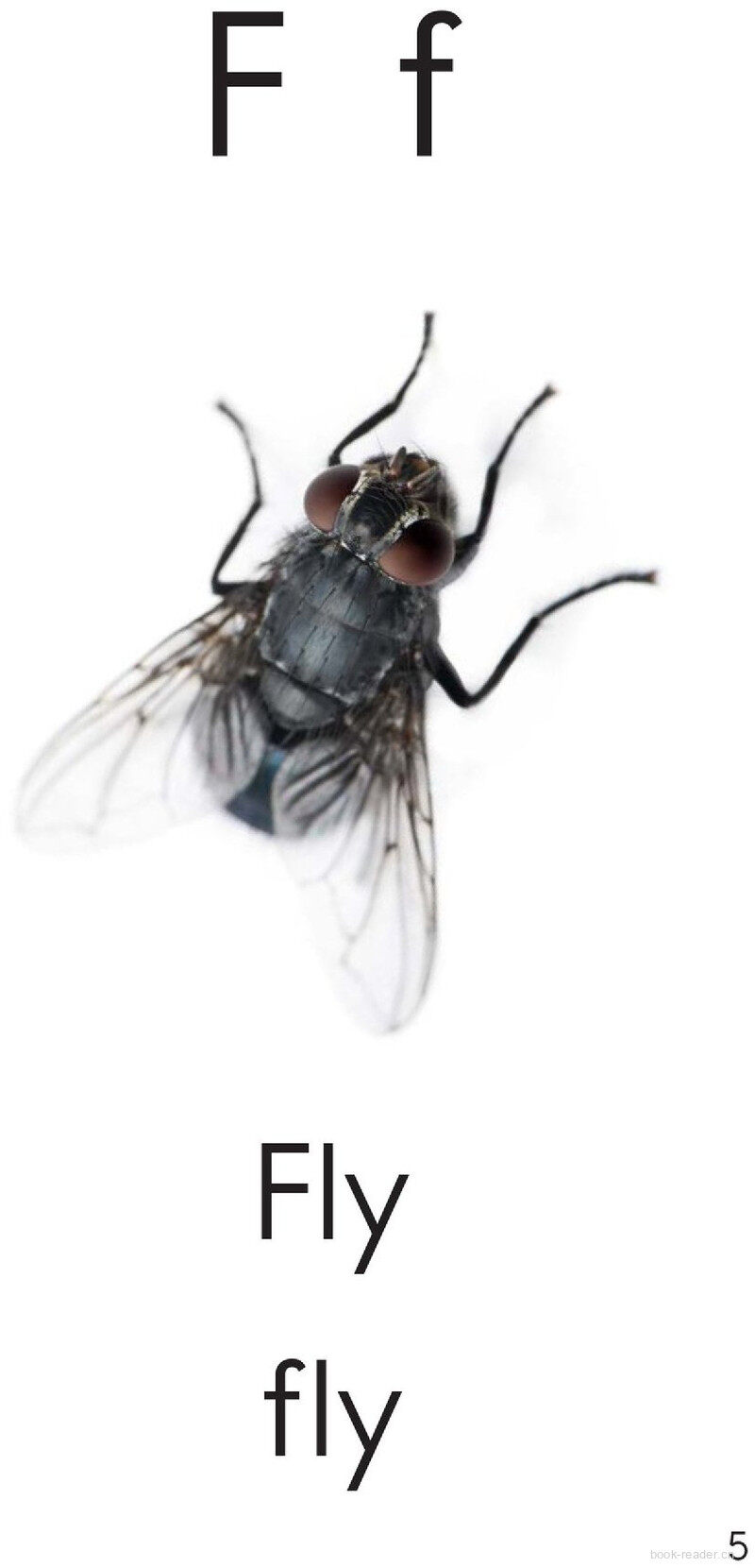 Letter F绘本故事第5页