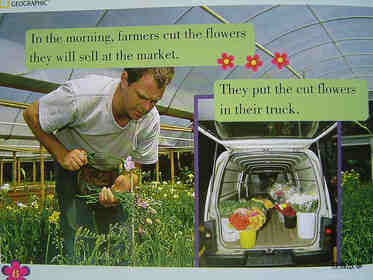 from field to florist绘本故事第5页