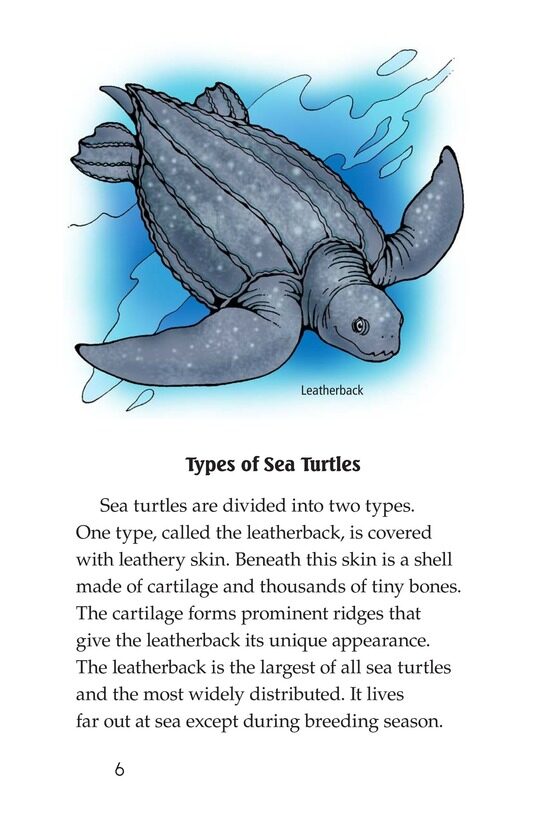 Sea Turtles绘本故事第5页
