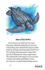 Sea Turtles绘本故事第5页