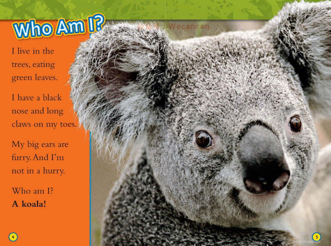 Koalas绘本故事第3页
