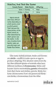 Hybrid Animals绘本故事第4页