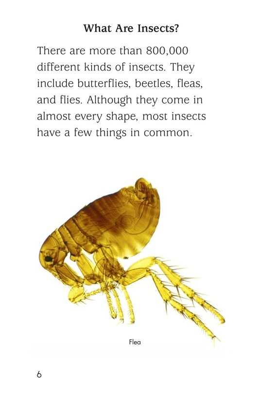 Insect Life Cycle绘本故事第5页