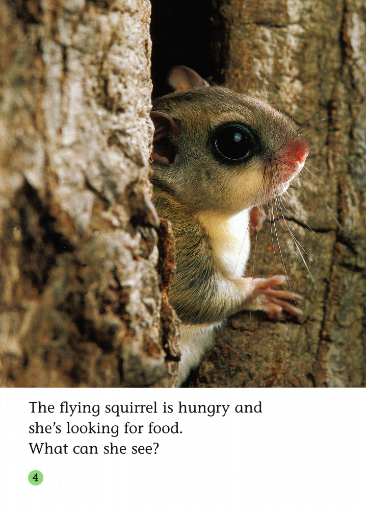 The Fantastic Flying Squirrel绘本故事第5页